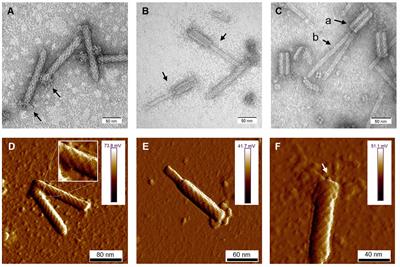 Soft rot pathogen Dickeya dadantii 3937 produces tailocins resembling the tails of Peduovirus P2